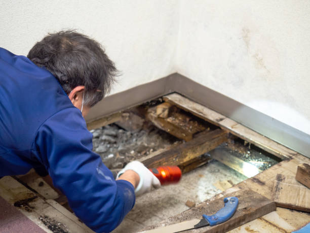 Best Basement Mold Remediation in Wayne Heights, PA
