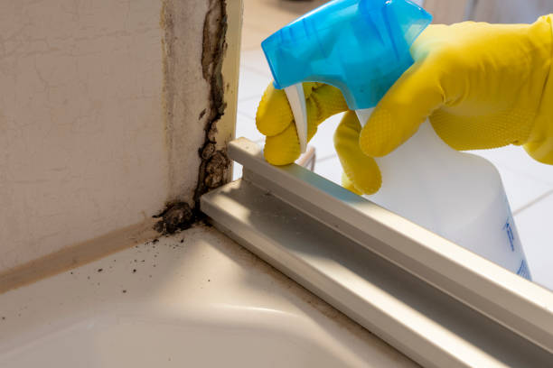 Best Kitchen Mold Remediation in Wayne Heights, PA