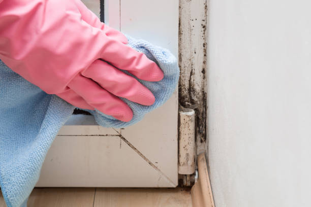 Best Attic Mold Remediation in Wayne Heights, PA